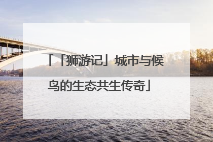 「狮游记」城市与候鸟的生态共生传奇