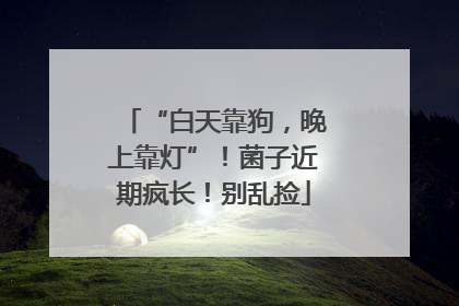 “白天靠狗，晚上靠灯”！菌子近期疯长！别乱捡