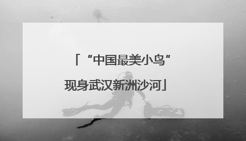 “中国最美小鸟”现身武汉新洲沙河