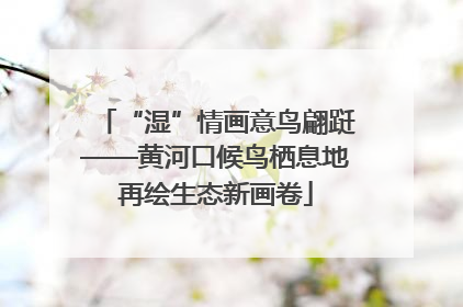 “湿”情画意鸟翩跹——黄河口候鸟栖息地再绘生态新画卷