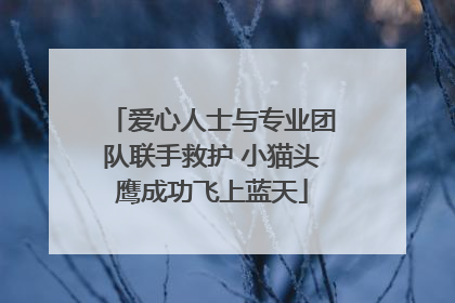 爱心人士与专业团队联手救护 小猫头鹰成功飞上蓝天