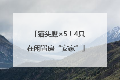 猫头鹰×5！4只在闲置房“安家”