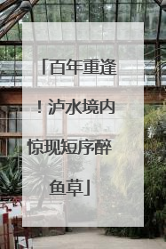 百年重逢！泸水境内惊现短序醉鱼草