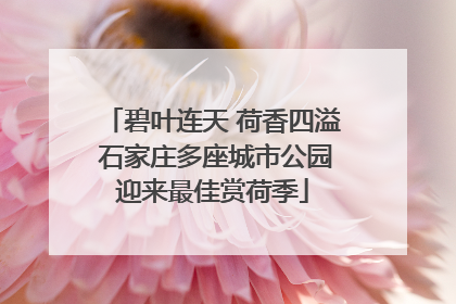 碧叶连天 荷香四溢 石家庄多座城市公园迎来最佳赏荷季