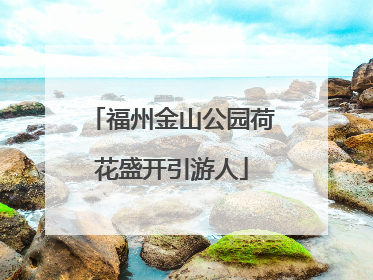 福州金山公园荷花盛开引游人