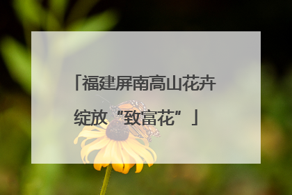 福建屏南高山花卉绽放“致富花”