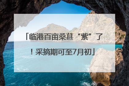 临港百亩桑葚“紫”了！采摘期可至7月初