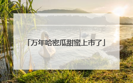 万年哈密瓜甜蜜上市了
