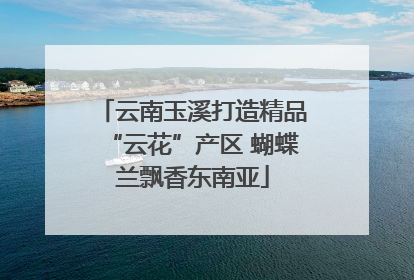 云南玉溪打造精品“云花”产区 蝴蝶兰飘香东南亚