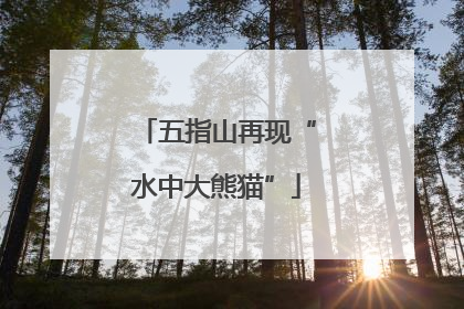 五指山再现“水中大熊猫”