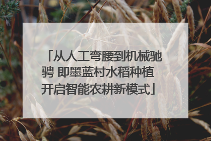 从人工弯腰到机械驰骋 即墨蓝村水稻种植开启智能农耕新模式