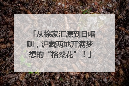 从徐家汇源到日喀则，沪藏两地开满梦想的“格桑花”！