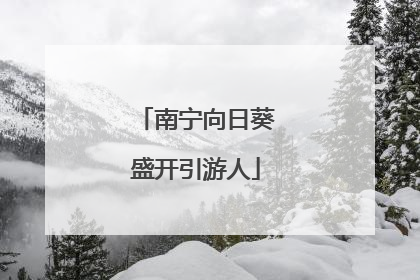 南宁向日葵盛开引游人