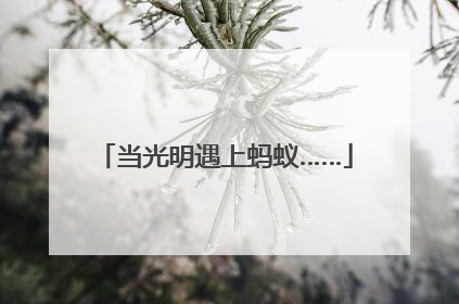 当光明遇上蚂蚁……