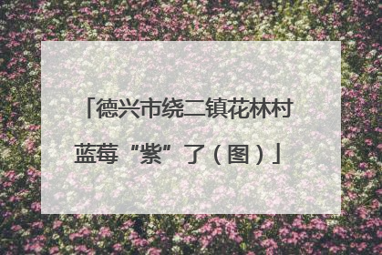 德兴市绕二镇花林村蓝莓“紫”了（图）