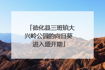 德化县三班镇大兴岭公园的向日葵进入盛开期