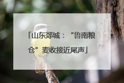 山东郯城：“鲁南粮仓”麦收接近尾声