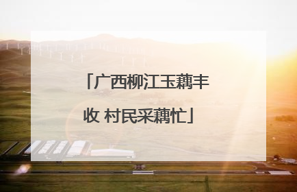 广西柳江玉藕丰收 村民采藕忙