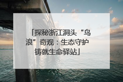 探秘浙江洞头“鸟浪”奇观：生态守护铸就生命驿站