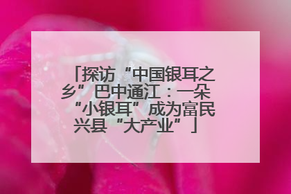 探访“中国银耳之乡”巴中通江：一朵“小银耳”成为富民兴县“大产业”