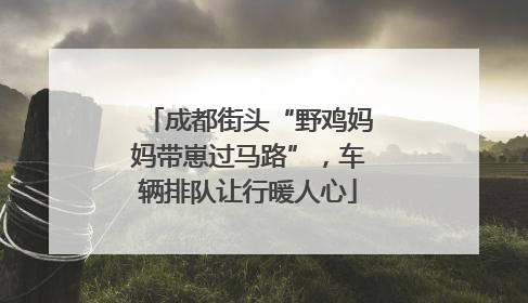 成都街头“野鸡妈妈带崽过马路”，车辆排队让行暖人心