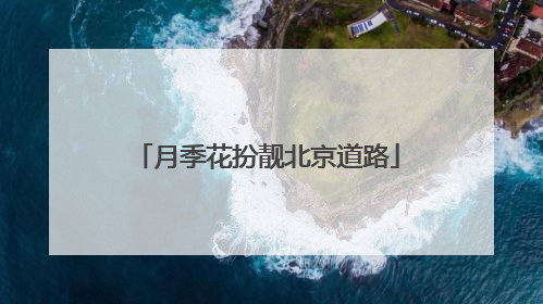 月季花扮靓北京道路