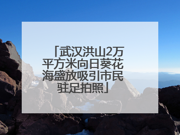 武汉洪山2万平方米向日葵花海盛放吸引市民驻足拍照
