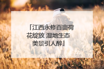 江西永修百亩荷花绽放 湿地生态美景引人醉