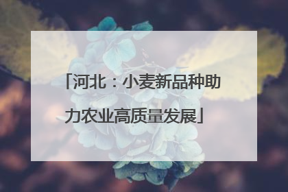 河北：小麦新品种助力农业高质量发展