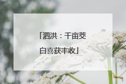 泗洪：千亩茭白喜获丰收