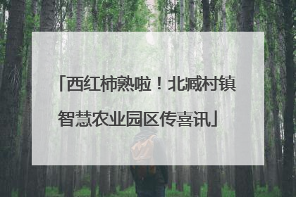 西红柿熟啦！北臧村镇智慧农业园区传喜讯