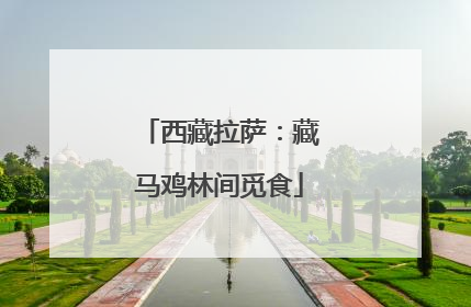 西藏拉萨：藏马鸡林间觅食