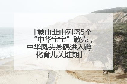 象山韭山列岛5个“中华宝宝”破壳，中华凤头燕鸥进入孵化育儿关键期