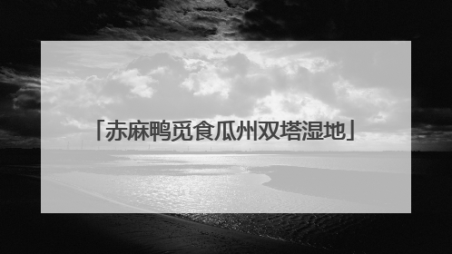 赤麻鸭觅食瓜州双塔湿地