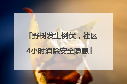 野树发生倒伏，社区4小时消除安全隐患
