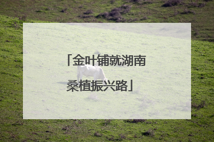 金叶铺就湖南桑植振兴路