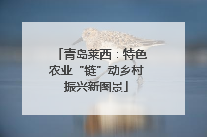 青岛莱西：特色农业“链”动乡村振兴新图景
