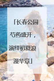 长春公园芍药盛开，演绎初夏浪漫华章