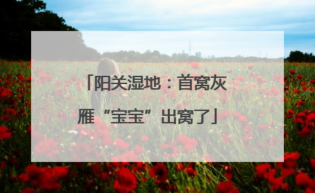 阳关湿地：首窝灰雁“宝宝”出窝了