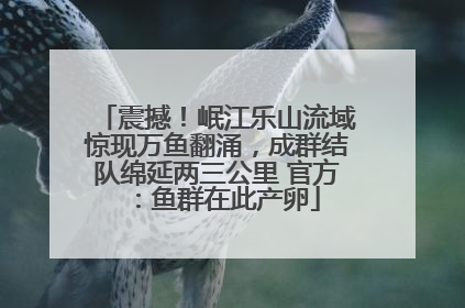 震撼！岷江乐山流域惊现万鱼翻涌，成群结队绵延两三公里 官方：鱼群在此产卵