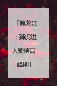 黑龙江：狮虎进入繁殖高峰期