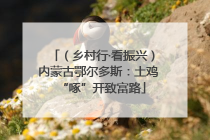 （乡村行·看振兴）内蒙古鄂尔多斯：土鸡“啄”开致富路